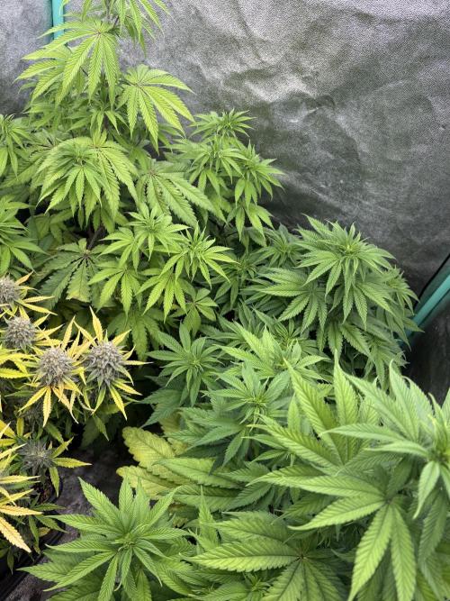 The White Sweet Candy Test Seeds. Week 8