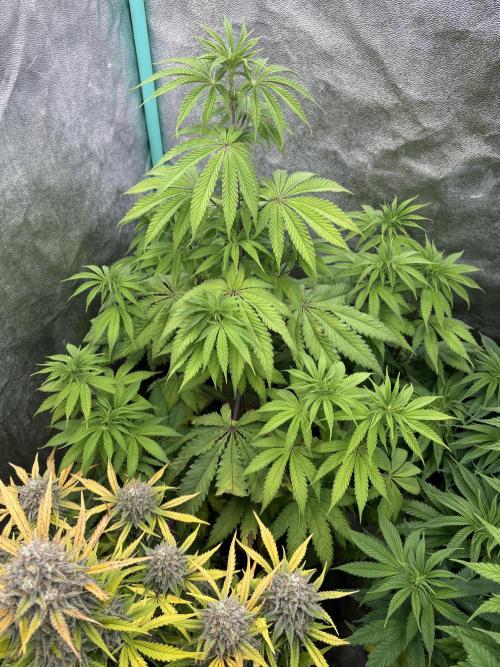 The White Sweet Candy Test Seeds. Week 8