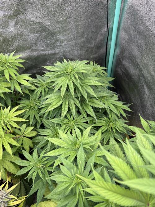The White Sweet Candy Test Seeds. Week 8