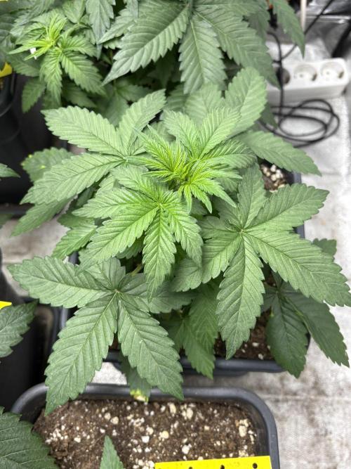 IZI AutoGlue xxl #2. Week 4