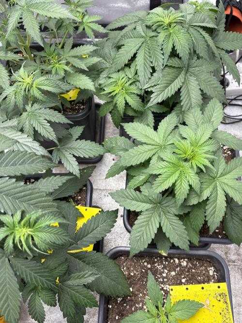 Auto Glue XXL genetics. Week 4