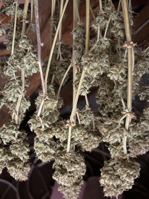 Erdbeere Banane Gelato xl #2. Week 16