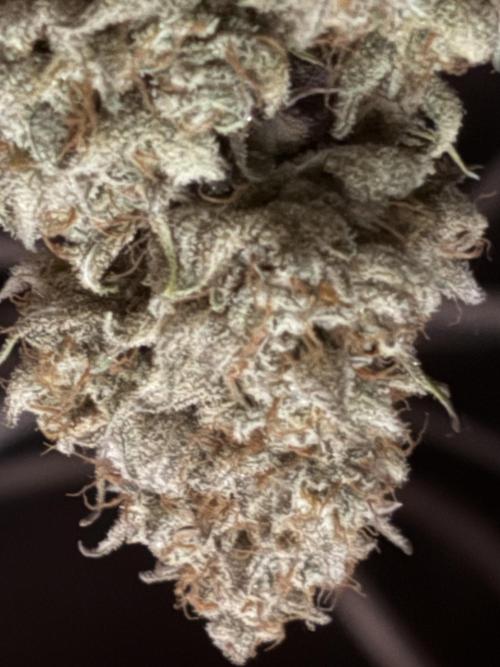 Erdbeere Banane Gelato xl #2. Week 16