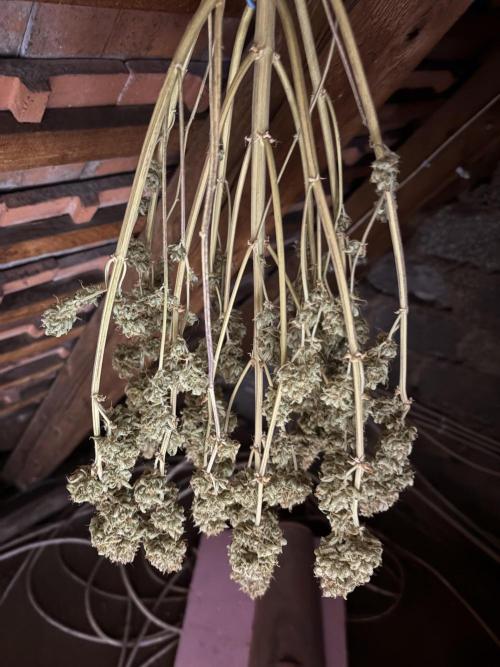 Erdbeere Banane Gelato xl #2. Week 16