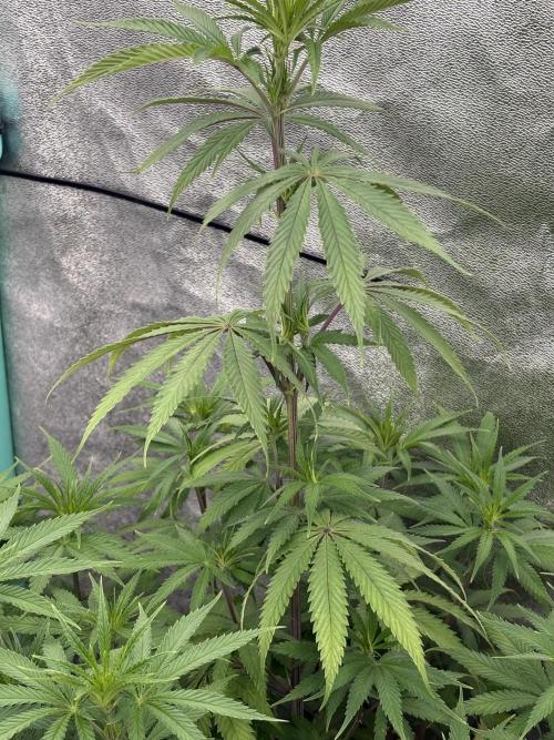 The White Sweet Candy Test Seeds
