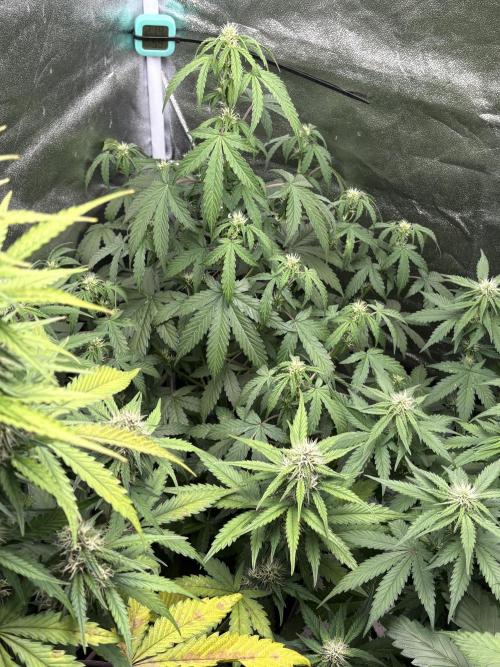IZI AutoGlue xxl #2. Week 6