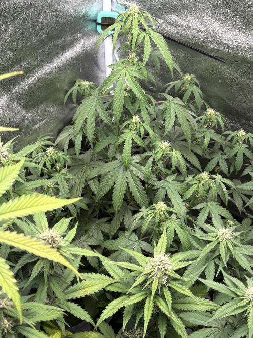 IZI AutoGlue xxl #2. Week 6