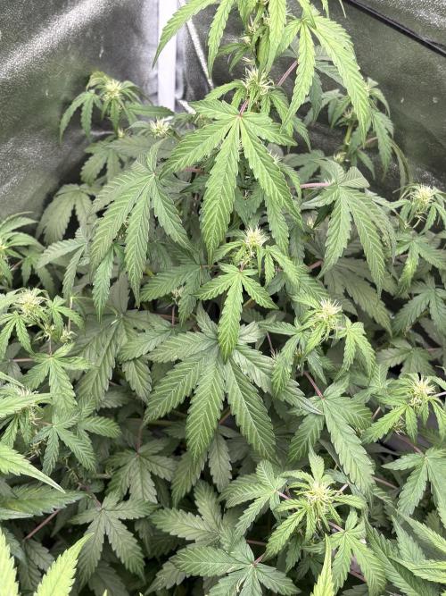 IZI AutoGlue xxl #2. Week 6