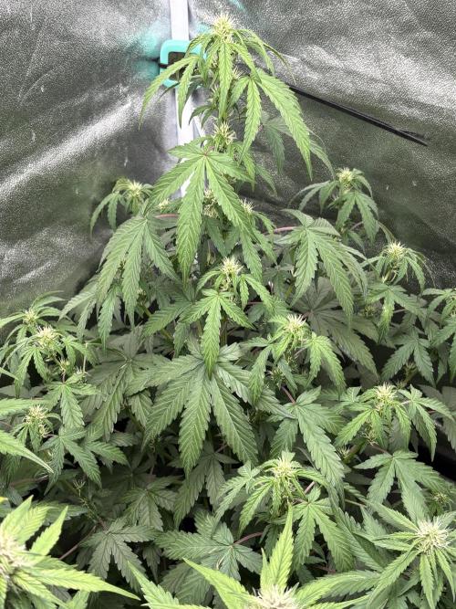 IZI AutoGlue xxl #2. Week 6