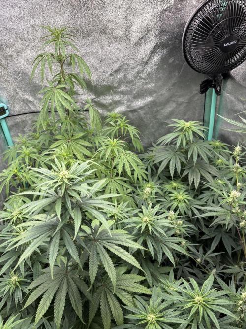 The White Sweet Candy Test Seeds. Week 10