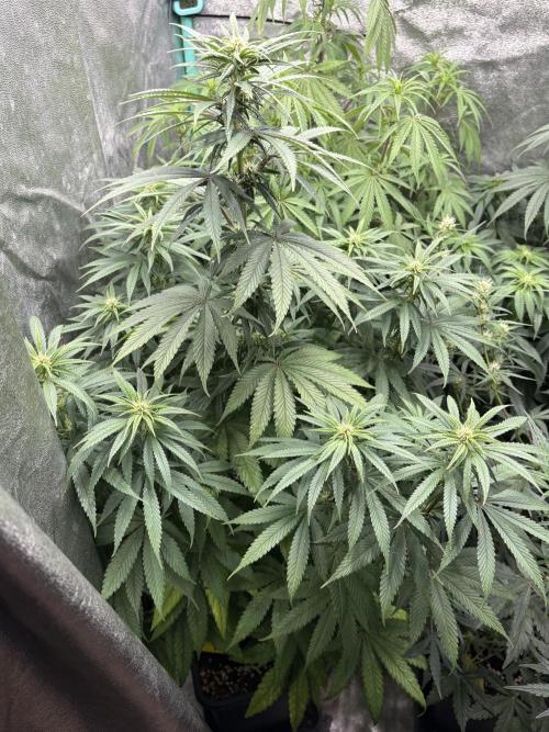 The White Sweet Candy Test Seeds. Week 10
