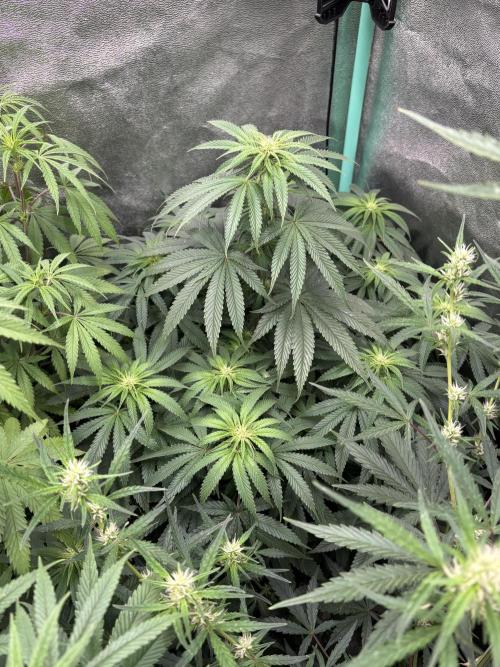 The White Sweet Candy Test Seeds. Week 10