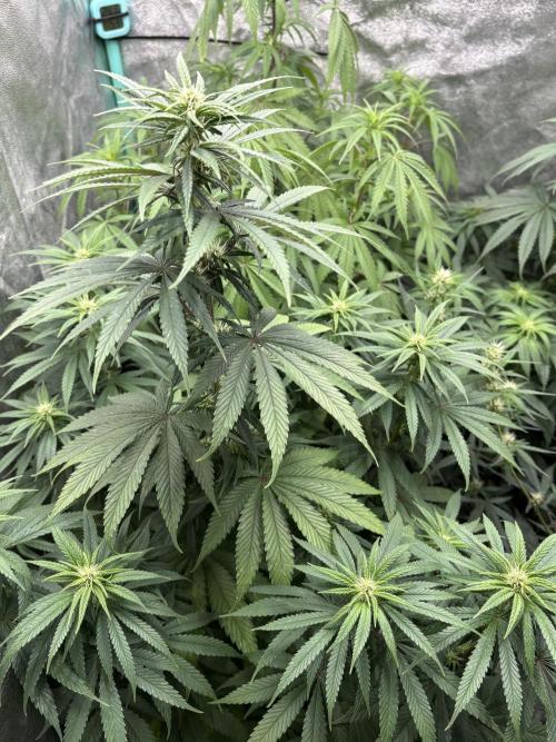 The White Sweet Candy Test Seeds. Week 10
