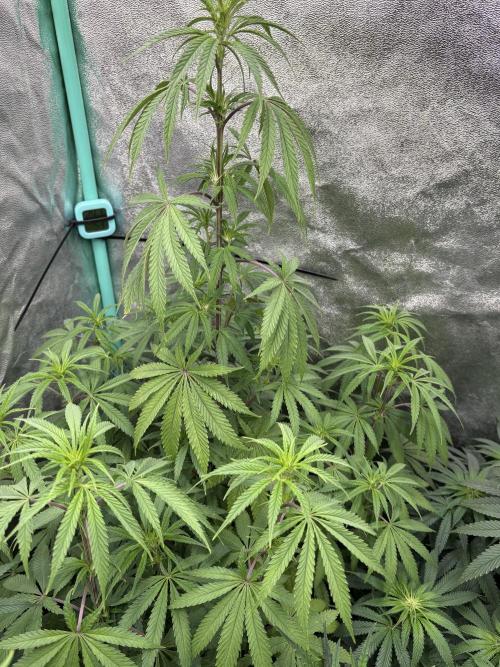 The White Sweet Candy Test Seeds. Week 10