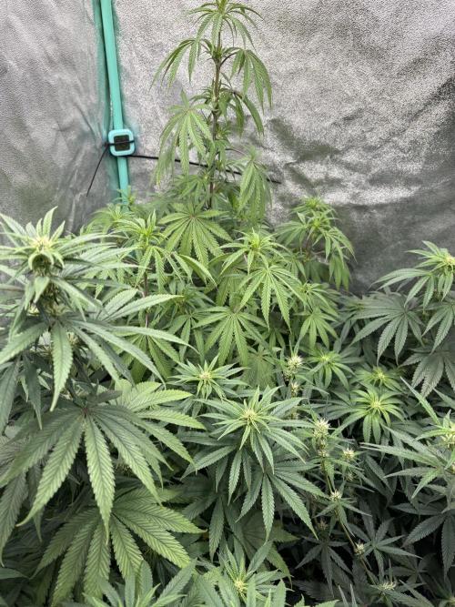 The White Sweet Candy Test Seeds. Week 10