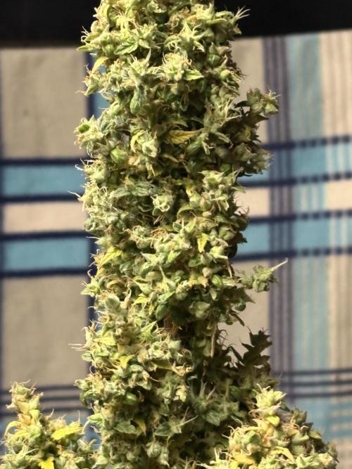 IZI AutoGlue xxl #2. Week 14