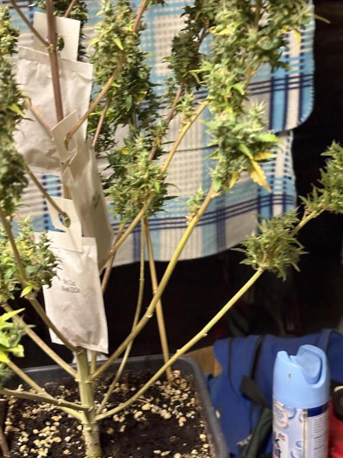 IZI AutoGlue xxl #2. Week 14