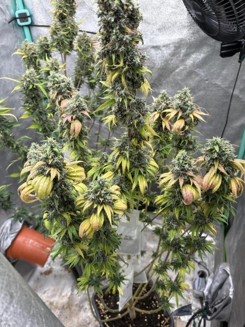 IZI AutoGlue xxl #2. Week 14