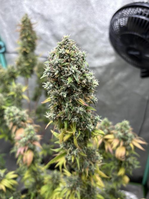 The White Sweet Candy Test Seeds. Week 18