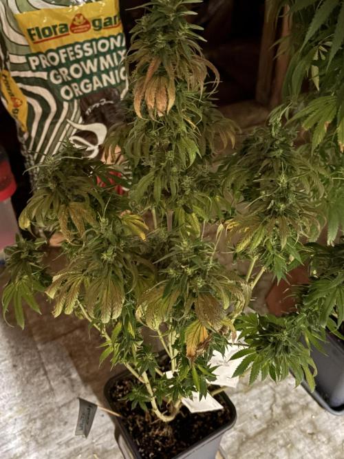 The White Sweet Candy Test Seeds. Week 18