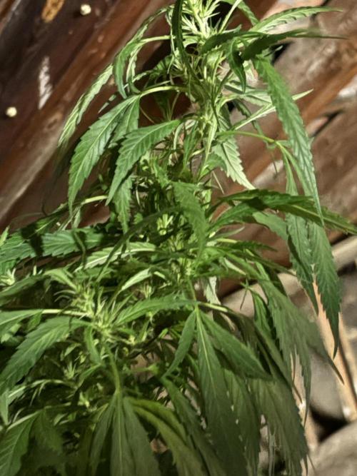 The White Sweet Candy Test Seeds. Week 18