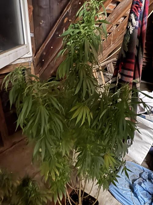 The White Sweet Candy Test Seeds. Week 18