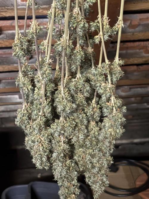 The White Sweet Candy Test Seeds. Week 20