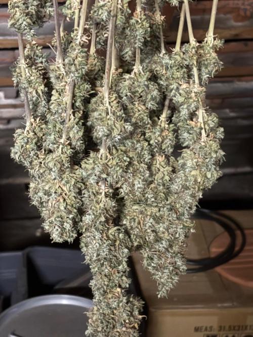 The White Sweet Candy Test Seeds. Week 20