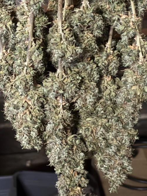 The White Sweet Candy Test Seeds. Week 20
