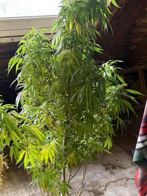 The White Sweet Candy . Week 20