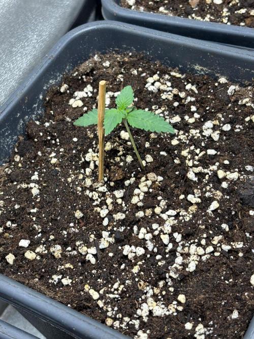 Paradies Seeds Test 👍.. Week 1