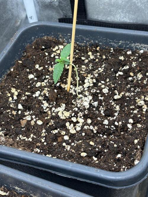 Paradies Seeds Test 👍.. Week 1
