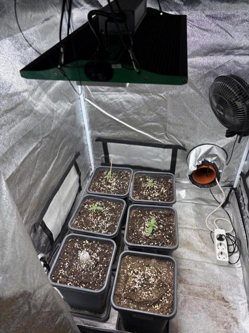 Paradies Seeds Test 👍.. Week 1