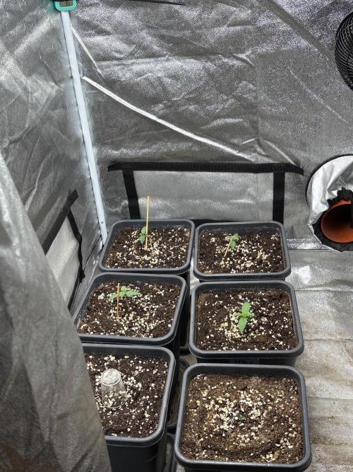 Paradies Seeds Test 👍.. Week 1