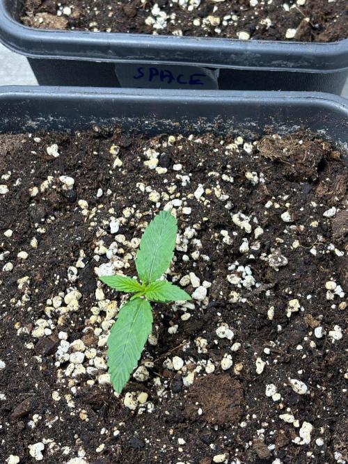 Delicious  Seeds 2026. Week 1