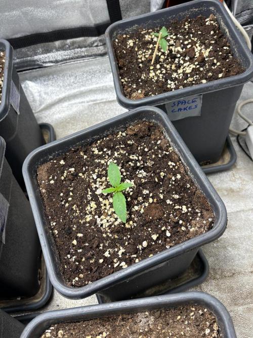Delicious  Seeds 2026. Week 1