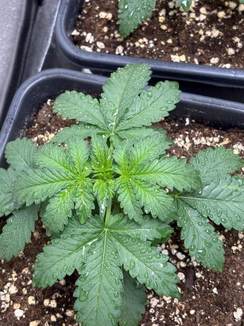 Paradies Seeds Test 👍.. Week 2