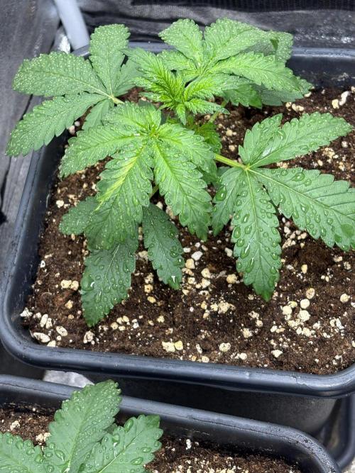 Paradies Seeds Test 👍.. Week 2