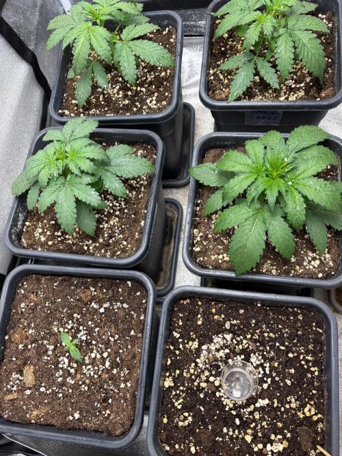 Paradies Seeds Test 👍.. Week 2