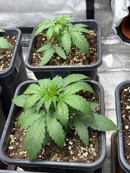 Delicious  Seeds 2026. Week 2