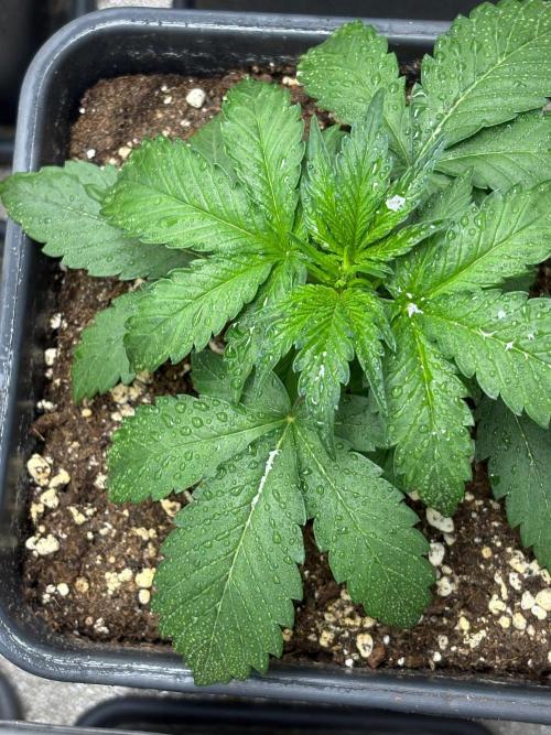 Delicious  Seeds 2026. Week 2