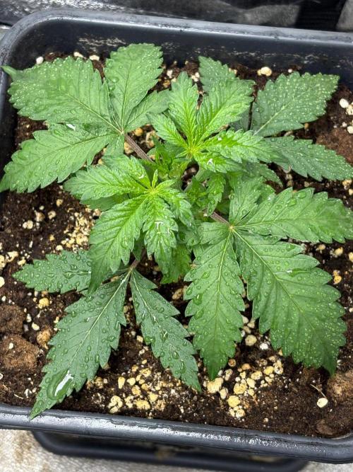 Delicious  Seeds 2026. Week 2