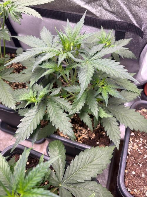 Delicious  Seeds 2026. Week 3