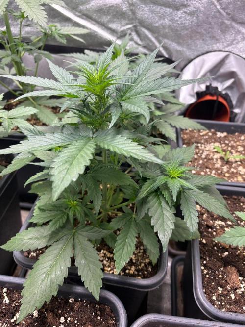 Delicious  Seeds 2026. Week 3