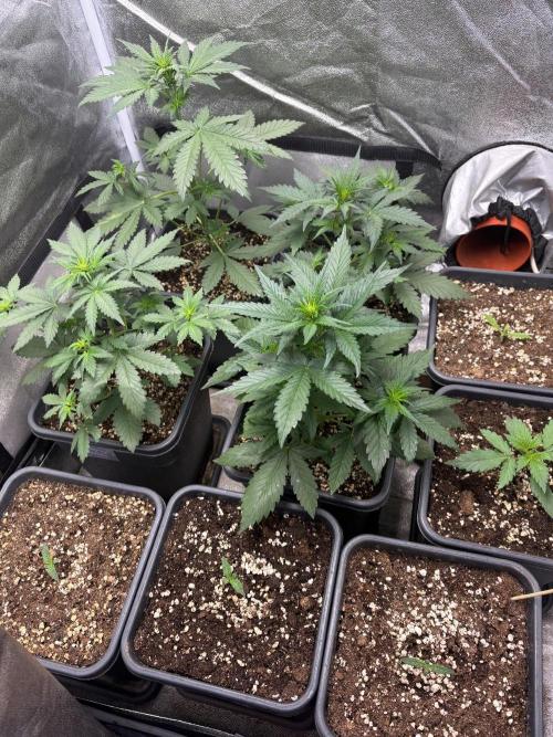 Delicious  Seeds 2026. Week 3
