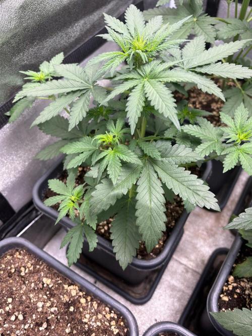 Paradies Seeds Test 👍.. Week 3