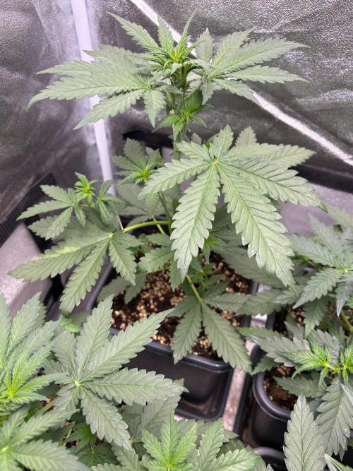 Paradies Seeds Test 👍.. Week 3