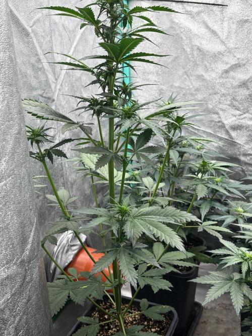 Paradies Seeds Test 👍.. Week 4