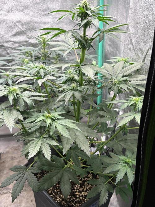 Paradies Seeds Test 👍.. Week 4