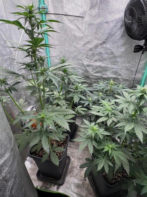 Paradies Seeds Test 👍.. Week 4